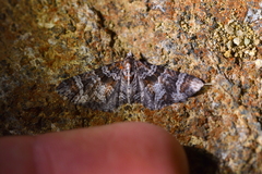 Pasiphila halianthes