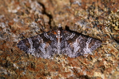 Pasiphila halianthes