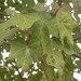 Sterculia quinqueloba - Photo (c) paullatham36，保留部份權利CC BY-NC