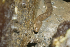 Cerberus schneiderii