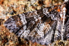 Pasiphila halianthes