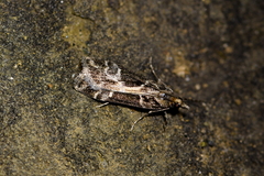 Eudonia melanaegis