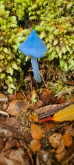 Entoloma hochstetteri