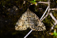 Hydriomena hemizona