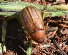 Rhizotrogus aestivus