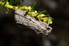 Ichneutica sistens