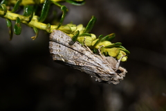 Ichneutica sistens