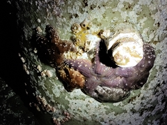 Evasterias troschelii