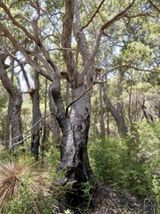 Eucalyptus guilfoylei