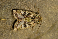 Meterana praesignis