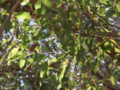 Eucalyptus guilfoylei