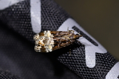 Scoparia minusculalis