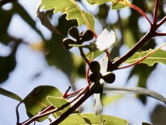 Eucalyptus guilfoylei