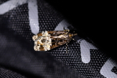 Scoparia minusculalis