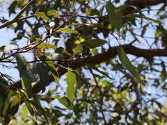 Eucalyptus guilfoylei