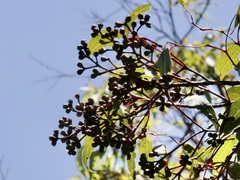 Eucalyptus guilfoylei