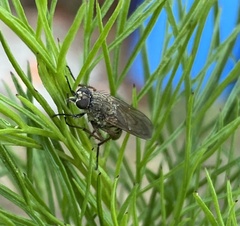 Anabarhynchus plumbeoides