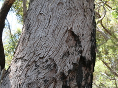 Eucalyptus guilfoylei