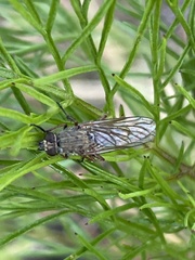 Anabarhynchus plumbeoides