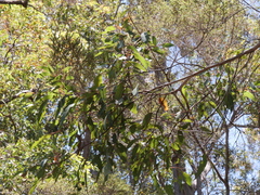 Eucalyptus guilfoylei