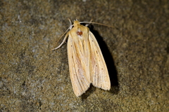 Ichneutica semivittata