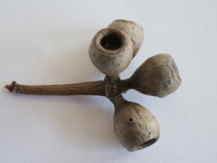 Eucalyptus guilfoylei