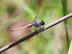 Orthetrum migratum