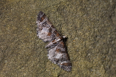 Pasiphila halianthes