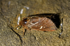 Dioxycanus fuscus