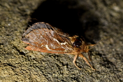 Dioxycanus fuscus