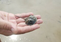 Tachypleus tridentatus