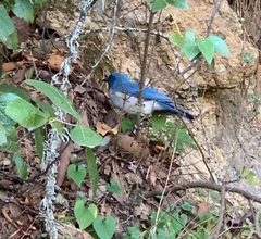 Aphelocoma wollweberi