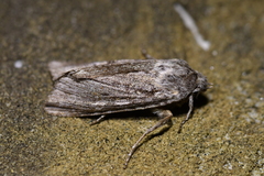 Physetica sequens