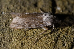 Physetica sequens