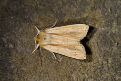 Ichneutica semivittata
