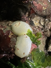 Acanthodoris nanaimoensis