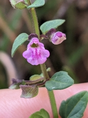Scutellaria humilis