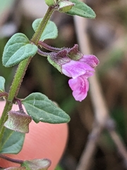 Scutellaria humilis