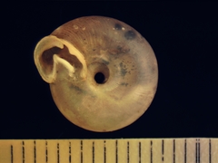 Daedalochila chisosensis