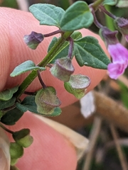 Scutellaria humilis