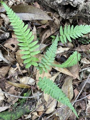Blechnum appendiculatum