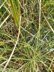 Schoenoplectus triqueter