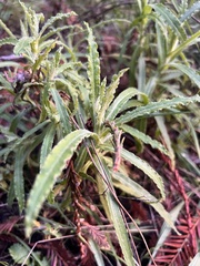 Pseudognaphalium biolettii