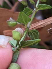 Scutellaria humilis