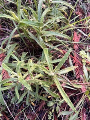 Pseudognaphalium biolettii