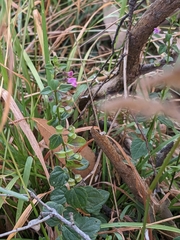 Scutellaria humilis