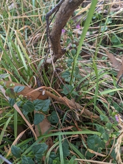 Scutellaria humilis