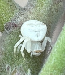 Thomisidae