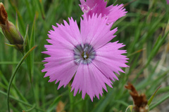 Dianthus pavonius