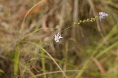 Ixia polystachya